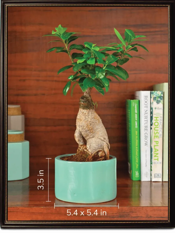 Aqua Green Ceramic Pot | Green |  Plant Not Included For Discount