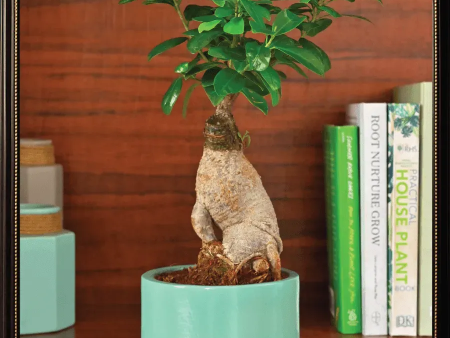 Aqua Green Ceramic Pot | Green |  Plant Not Included For Discount