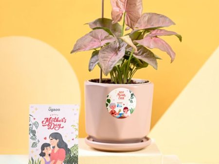 Syngonium Pink Plan & Pot With Stand Online