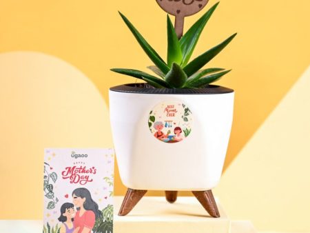 Aloe Vera Green Mini Plant & Pot With Stand For Discount