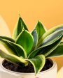 Snake Plant Golden Hahnii & Pot With Stand For Sale