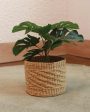 Earthy Touch Natural Kauna Grass Planter | Beige | Plant Not Included Fashion