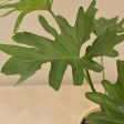 Philodendron Selloum Green Natural Live Indoor Plant with Pot | Large Fashion