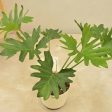 Philodendron Selloum Green Natural Live Indoor Plant with Pot | Large Fashion