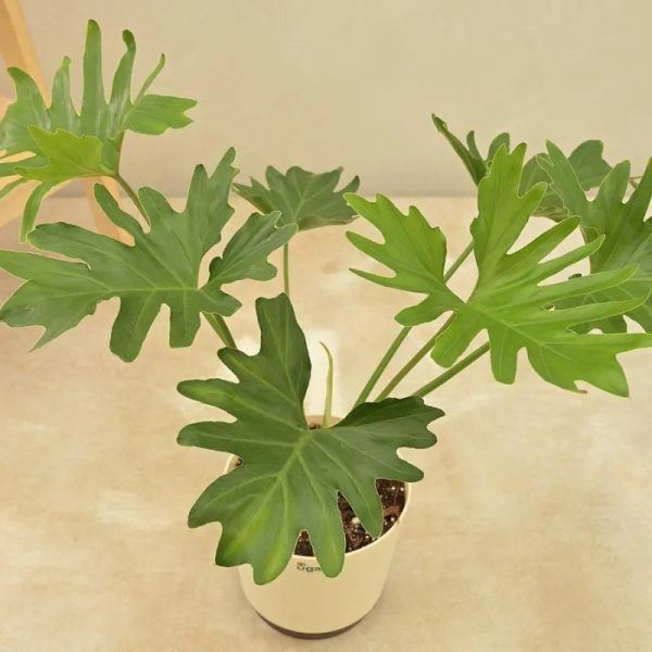 Philodendron Selloum Green Natural Live Indoor Plant with Pot | Large Fashion