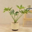 Philodendron Selloum Green Natural Live Indoor Plant with Pot | Large Fashion