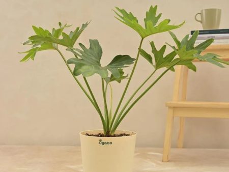 Philodendron Selloum Green Natural Live Indoor Plant with Pot | Large Fashion