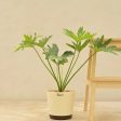 Philodendron Selloum Green Natural Live Indoor Plant with Pot | Large Fashion