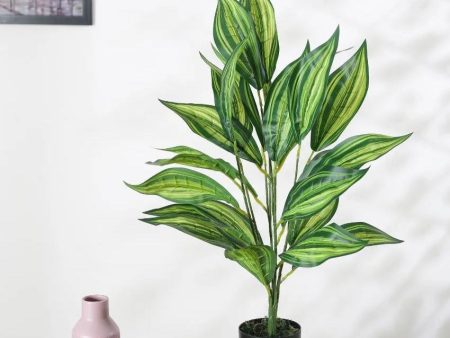 Artificial Dracaena Plant For Home Décor With Black Pot | 2.3 feet Online Sale