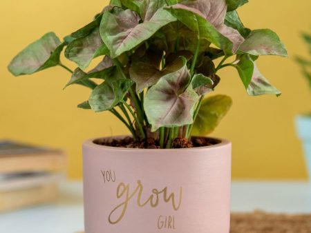 You Grow Girl Terracotta Planter | 5 x 4 inches on Sale