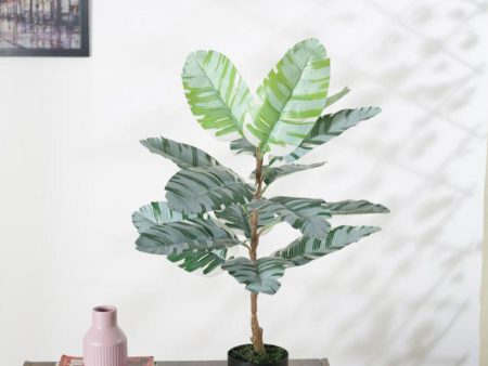 Artificial Banana White Plant With Black Pot For Interior Decor | 2.5 feet Online Hot Sale