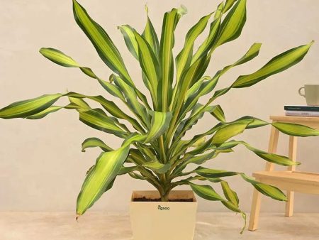 Draceana Dara Singh Natural Live Indoor Plant with Pot | Extra Large Online