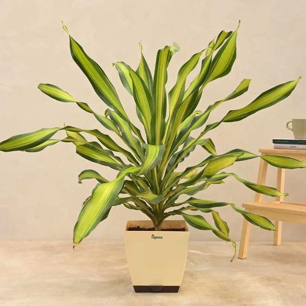 Draceana Dara Singh Natural Live Indoor Plant with Pot | Extra Large Online