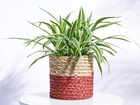 Medium Sabai Palm Leaf  Grass Multicolor Planter Fashion