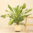 Draceana Dara Singh Natural Live Indoor Plant with Pot | Extra Large Online