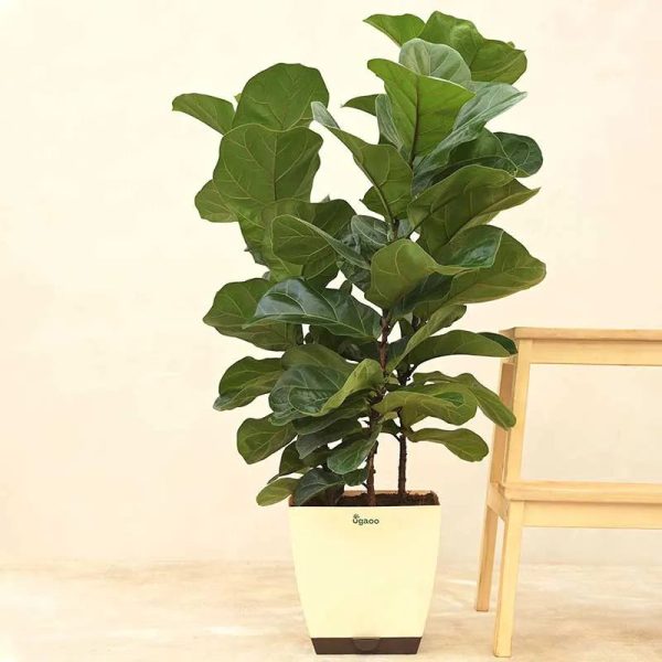 Ficus Lyrata Bambino Natural Live Indoor Plant with Pot | 33 inches Sale