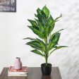 Artificial Dieffenbachia Plant For Home Décor With Black Pot | 2.3 feet Fashion