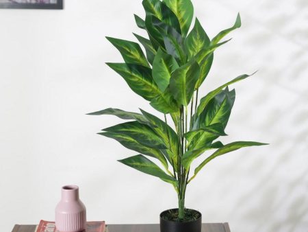 Artificial Dieffenbachia Plant For Home Décor With Black Pot | 2.3 feet Fashion