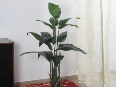 Artificial Traveller Bird Of Paradise With Black Pot | 5 feet For Discount