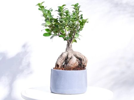 Grey Lilac Stories Ceramic Pot | Plant Not Included For Cheap