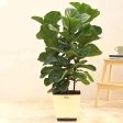 Ficus Lyrata Bambino Natural Live Indoor Plant with Pot | 33 inches Sale