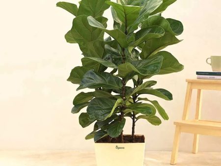 Ficus Lyrata Bambino Natural Live Indoor Plant with Pot | 33 inches Sale