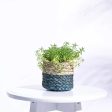 Sabai Dual Color Palm Leaf Natural Small Grass Planter Online now