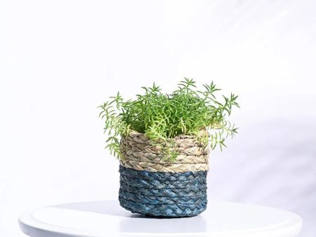 Sabai Dual Color Palm Leaf Natural Small Grass Planter Online now