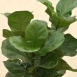 Ficus Lyrata Bambino Natural Live Indoor Plant with Pot | 33 inches Sale