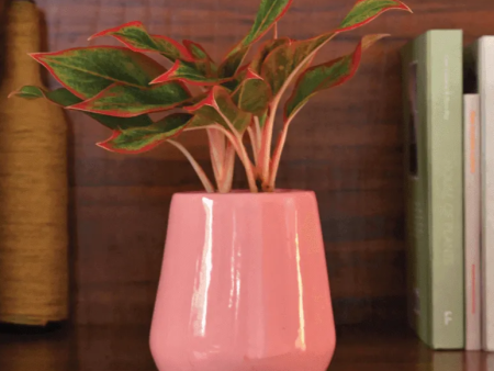 Tulip Fantasy Pink Ceramic Pot Discount